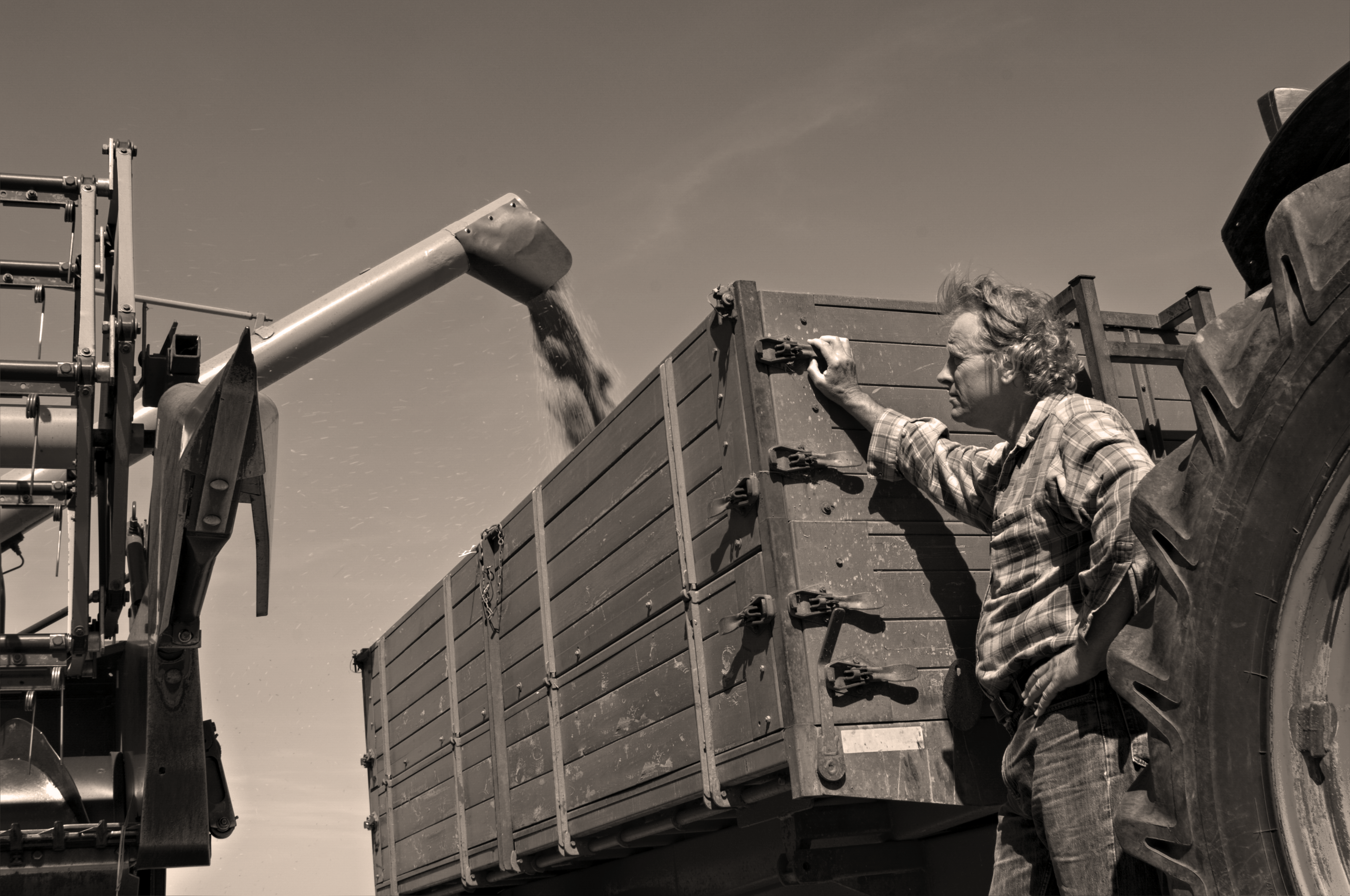 man watching combine unload into waiting truck