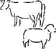 PIC OF LIVESTOCK